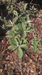 Hippodamia variegata