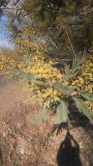 Hippodamia variegata