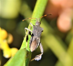 Leptoglossus brevirostris