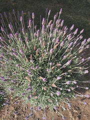 Hippodamia variegata