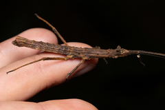 Pygirhynchus toledopizai