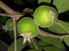 Eugenia pyriformis