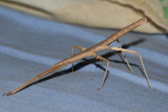 Lobolibethra