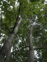 Eugenia pyriformis