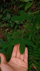 Passiflora eichleriana