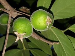 Eugenia pyriformis