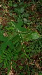 Passiflora eichleriana