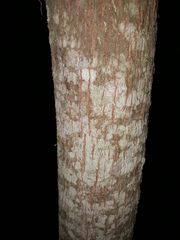 Eugenia pyriformis