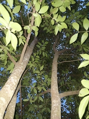 Eugenia pyriformis