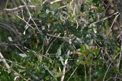 Berberis chilensis