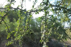Parkinsonia texana macra