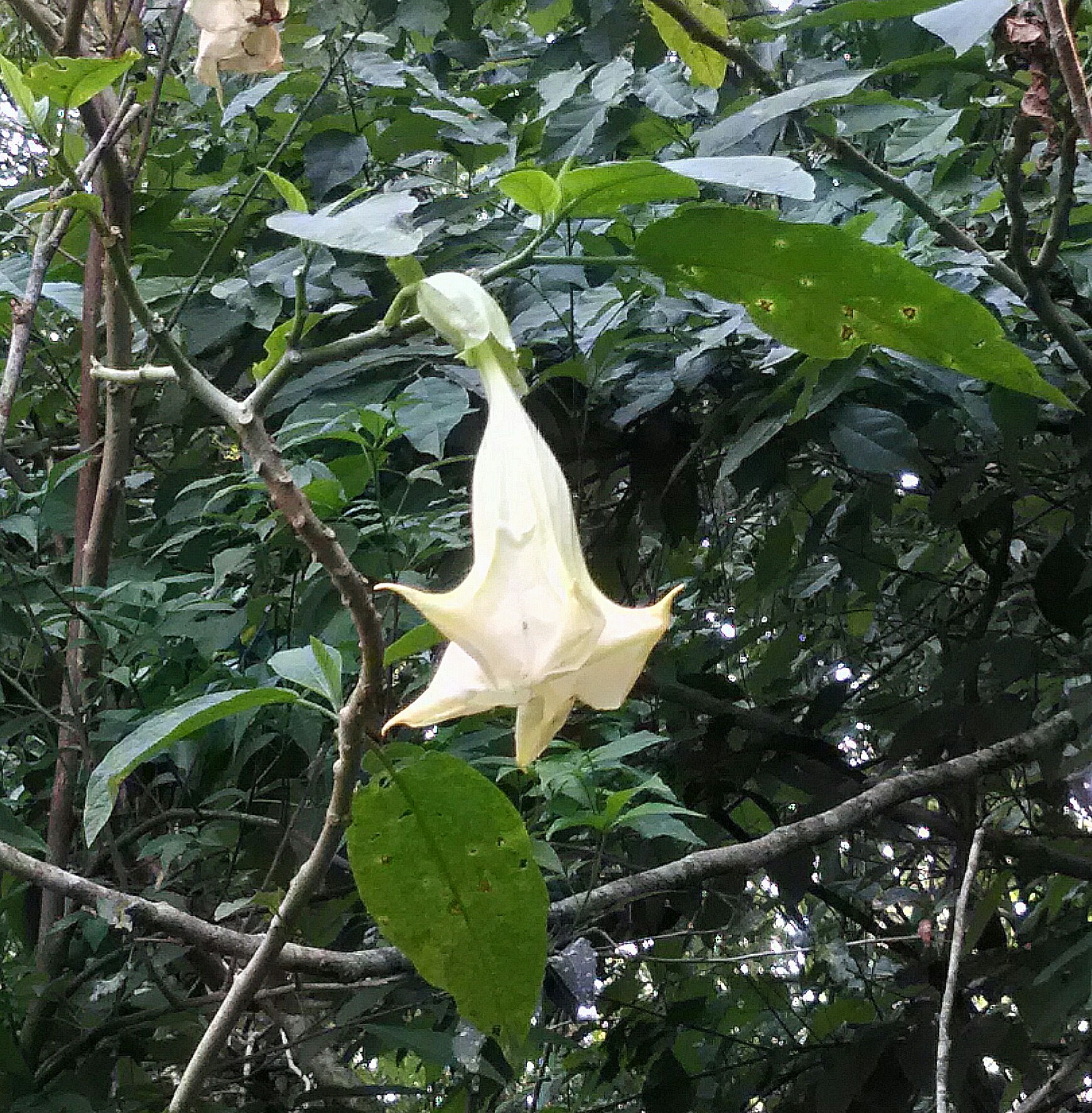 Brugmansia suaveolens