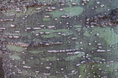 Parkinsonia texana macra