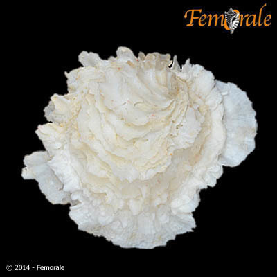 alabaster jewel box