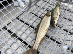 Ptychocheilus oregonensis