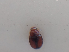 Coleoptera