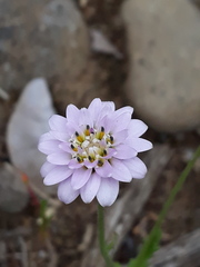 Leucheria oligocephala