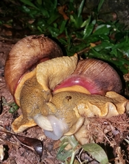 Megalobulimus