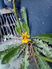 Asteraceae