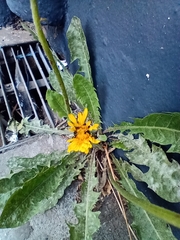 Asteraceae