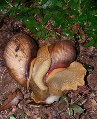 Megalobulimus