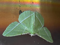 Dichorda consequaria