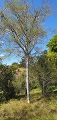 Afrocanthium mundianum