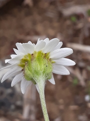 Leucheria oligocephala