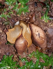 Megalobulimus