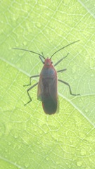 Thunbergia marginata