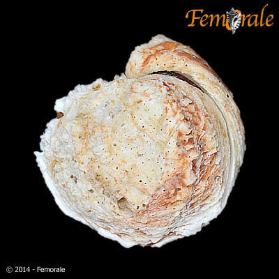 Pseudochama