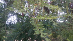 Vachellia pennatula