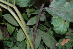 Heracleum sosnowskyi
