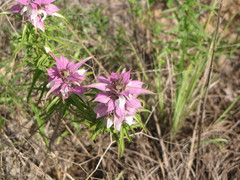 Monarda viridissima