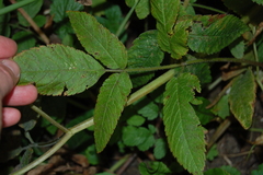 Chaerophyllum aromaticum