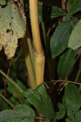 Chaerophyllum aromaticum