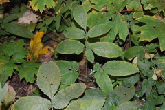 Chaerophyllum aromaticum