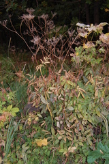 Chaerophyllum aromaticum