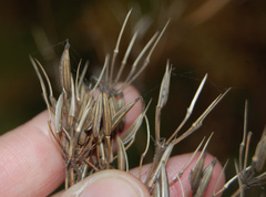 Chaerophyllum aromaticum