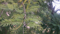 Vachellia pennatula