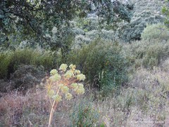 Trifolium sylvaticum