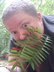 Polystichum acrostichoides
