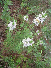 Monarda viridissima