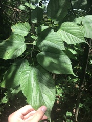 Tilia americana heterophylla