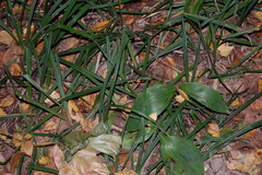 Convallaria majalis