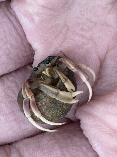 Long-claw Hermit Crab, photo 5 of 7