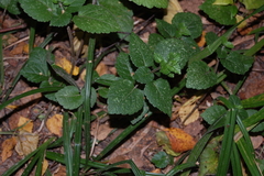 Lamium galeobdolon