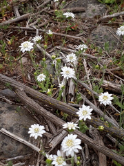 Leucheria oligocephala
