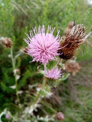 Cirsium rhaphilepis