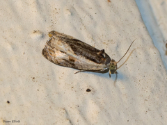 Olethreutes nigranum